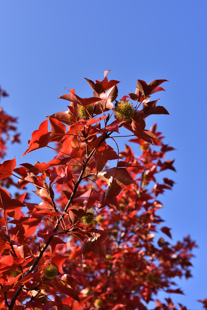 紅葉