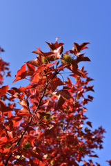 紅葉