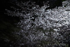 夜桜