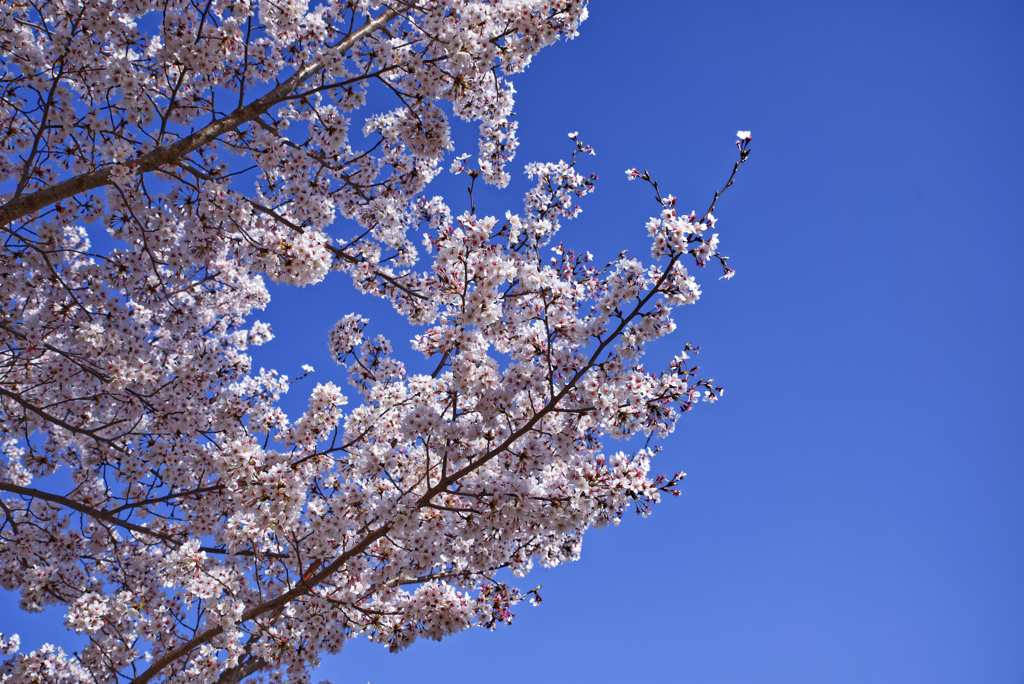 桜2