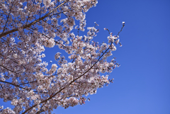 桜2