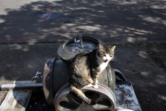 水飲み場と猫