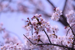 満開の桜