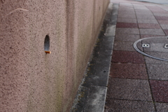 ポイ捨て