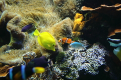 須磨水族館にて3