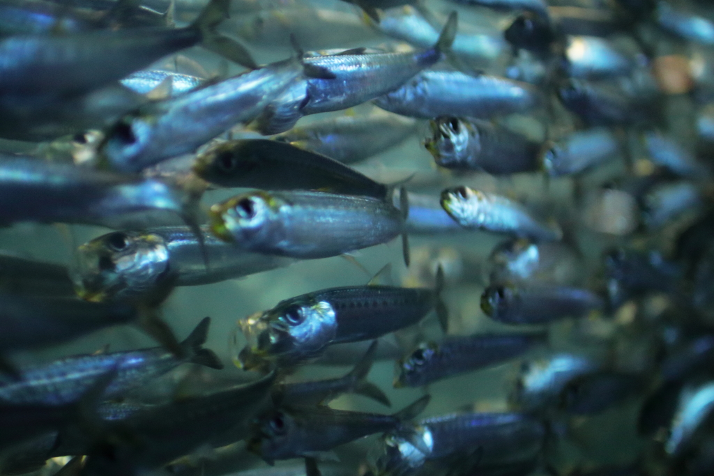 須磨水族館にて2