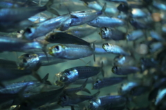 須磨水族館にて2