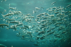須磨水族館にて1