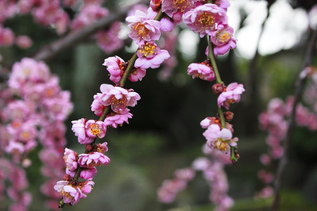 梅の花