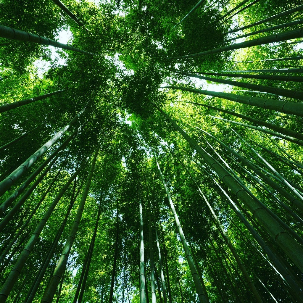 竹林の涼しさ