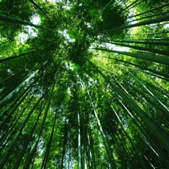 竹林の涼しさ
