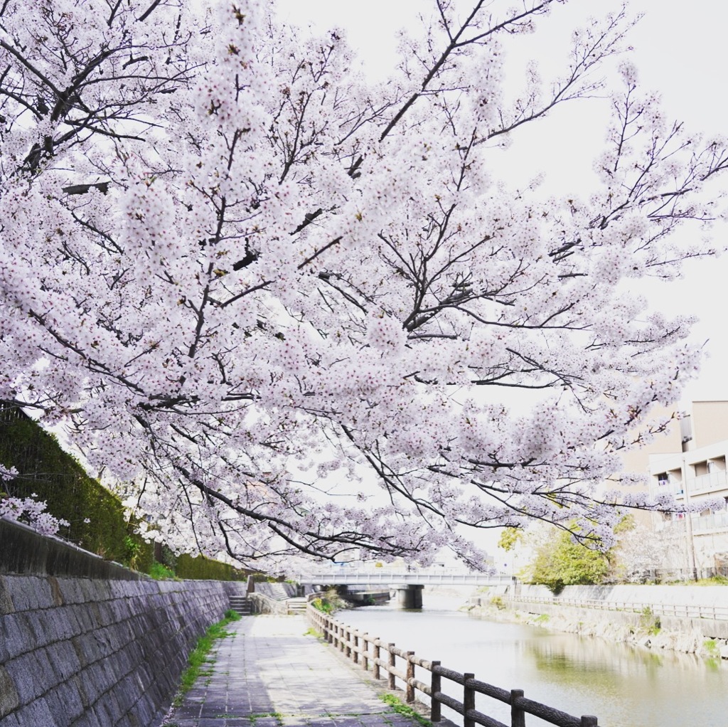 川辺の桜