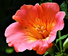 凌霄花（ノウゼンカズラ)、トランペットフラワー［凌霄花科］