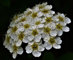 小手毬、鈴懸［薔薇科］