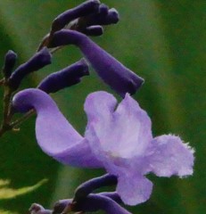 桐擬、紫雲木、ジャカランダ［凌霄花(ノウゼンカズラ)科］