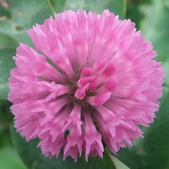 紫詰草、赤詰草、赤クローバー、赤馬肥やし［豆科］