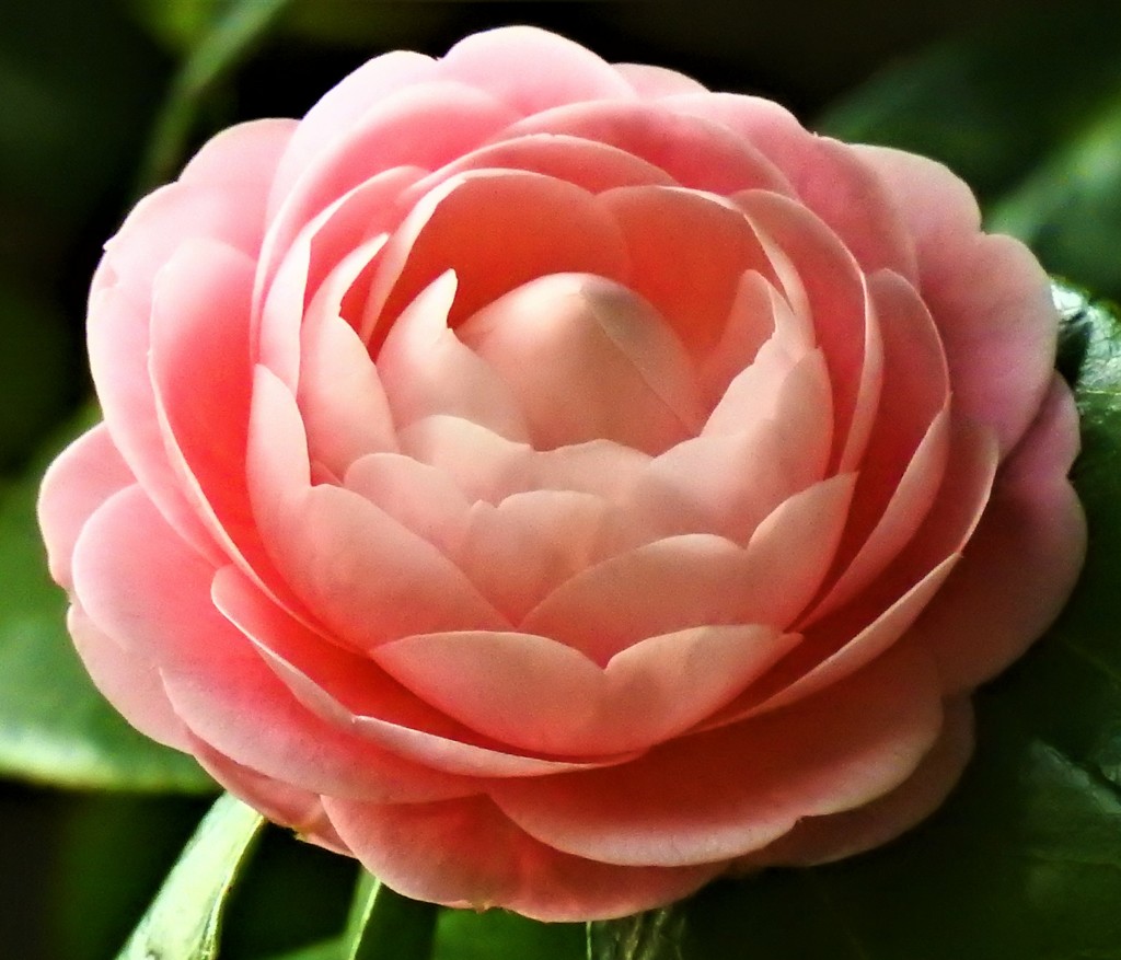 乙女椿［椿科］