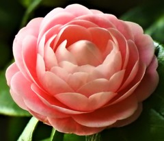 乙女椿［椿科］