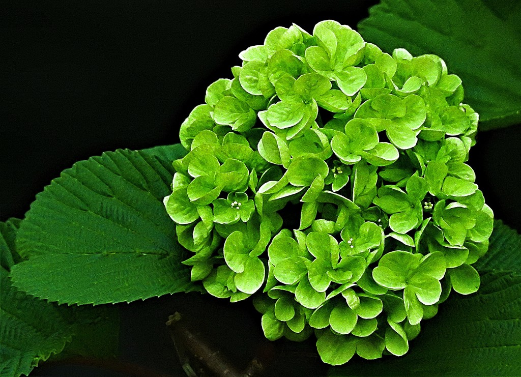 大手毬［吸葛科］