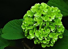 大手毬［吸葛科］