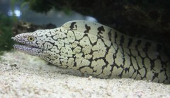 ハワイ鱓（ウツボ)