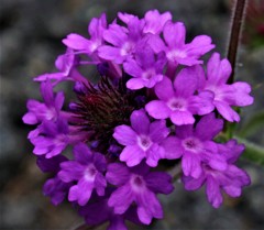 柳花笠、三尺バーベナ［熊葛科］