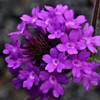 柳花笠、三尺バーベナ［熊葛科］