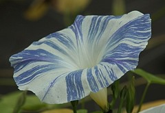 フライングソーサー (空色朝顔、西洋朝顔)［昼顔科］