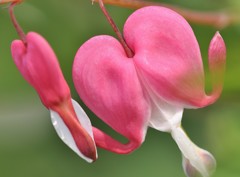 華鬘草、鯛釣草［芥子科］