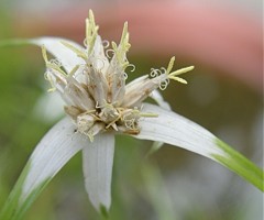 白吊鷺蚊帳、白鷺菅、鷺の舞、シューティング・スター(流れ星)［蚊張吊草科］