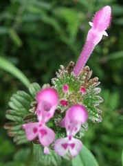 仏の座、三階草［紫蘇科］