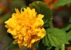 八重山吹［薔薇科］