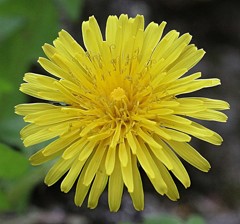 西洋蒲公英［菊科］