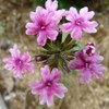 美女桜、バーベナ［熊葛科］
