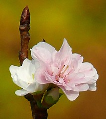 子福桜［薔薇科］