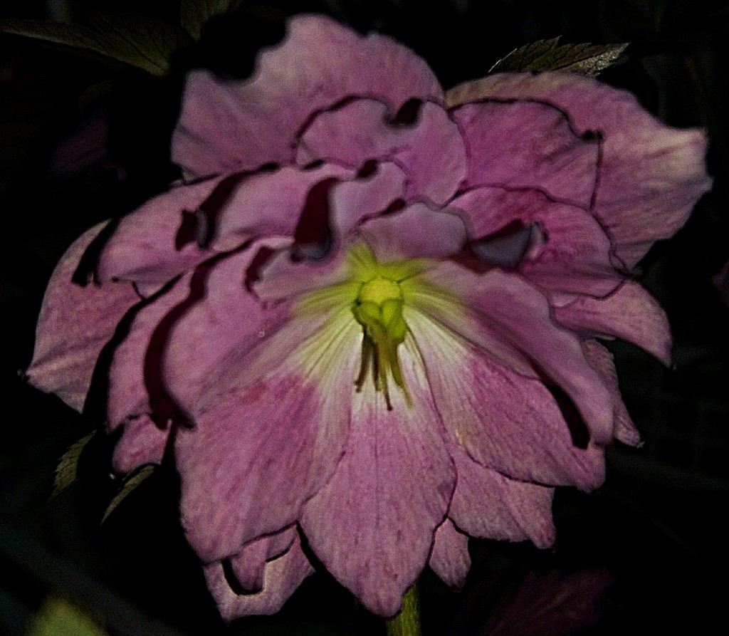 初雪起し、待雪草、クリスマスローズ［金鳳花科］