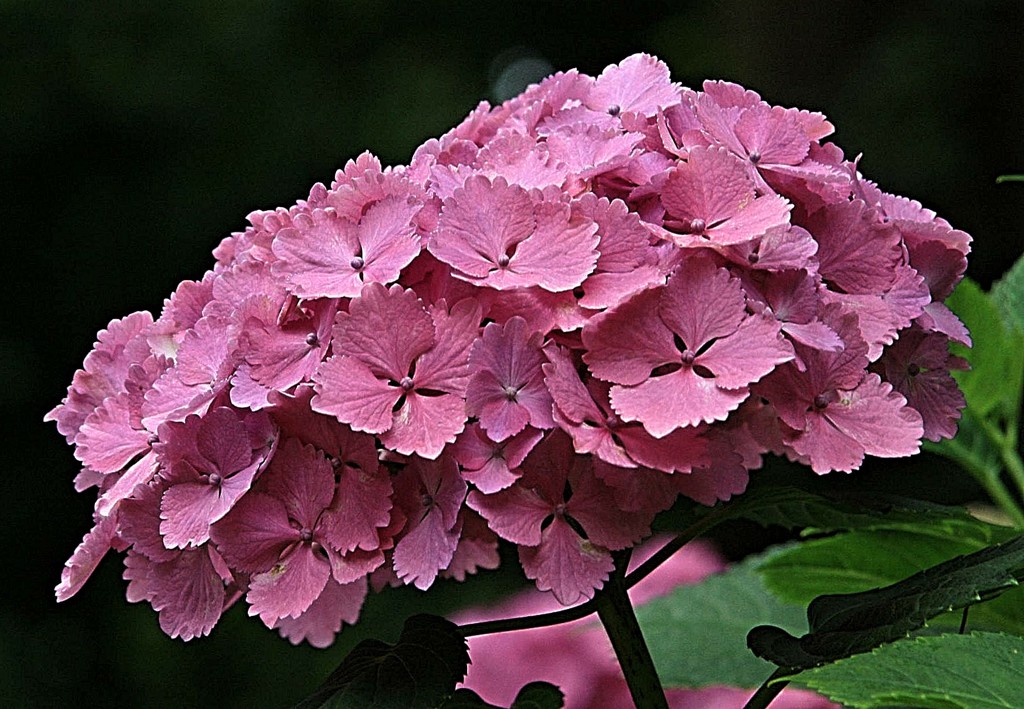 紫陽花、七変化、手毬花、ハイドランジア［紫陽花科］