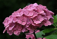 紫陽花、七変化、手毬花、ハイドランジア［紫陽花科］