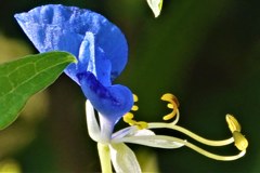 露草、 藍花、月草、蛍草［露草科］