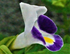 花瓜草、夏菫、トレニア［畔菜科］