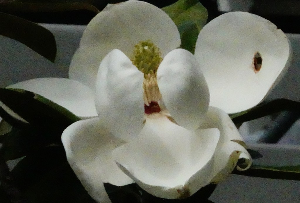 泰山木、大山木、白蓮木［木蓮科］