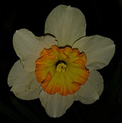 口紅水仙［彼岸花科］