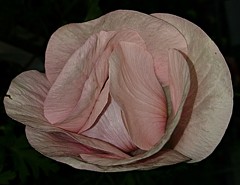 牡丹一華、花一華、紅花翁草、アネモネ［金鳳花科］