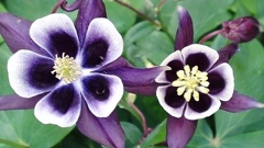 西洋苧環(オダマキ)［金鳳花科］