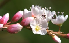 桜蓼［蓼科］