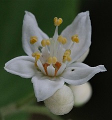 丸葉空木、筑紫空木［紫陽花科］