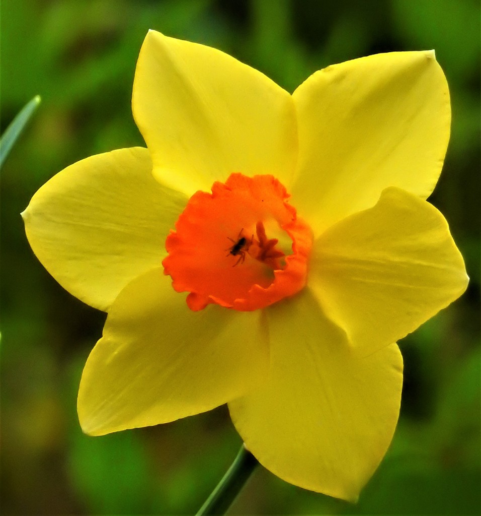 口紅水仙［彼岸花科］