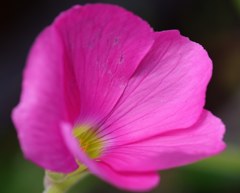 芙蓉酢漿草、芙蓉片喰［片喰科］