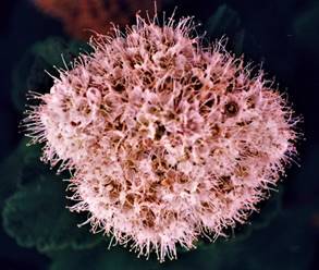 丸葉下野［薔薇科］