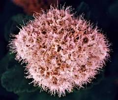 丸葉下野［薔薇科］